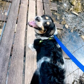 Odie