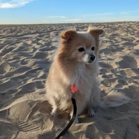 Izzy