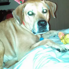 Roscoe