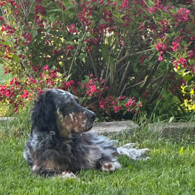 Waylon