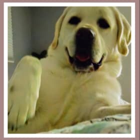 SADIE