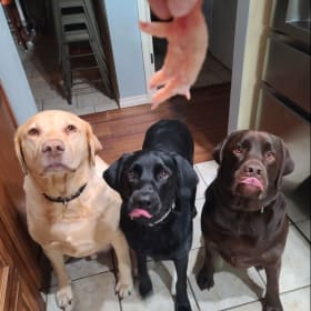 Cash Sheldon and Brisket