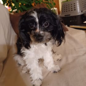 Teddy Bear