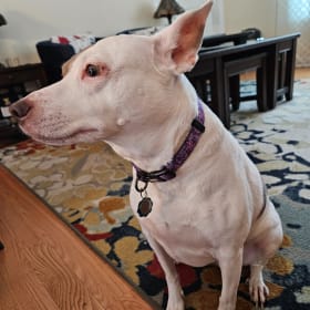 Piper