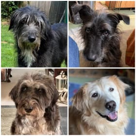 Chance-Buddie-Beauty-Daisy