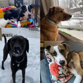 Stanley and Callie and Colby and Benny