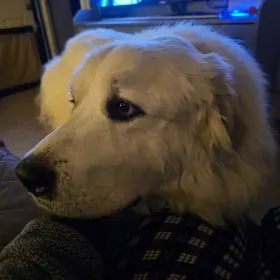Butters