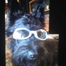 Biscotti crossed rainbow bridge 2025