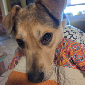 Saffie