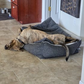 Taz