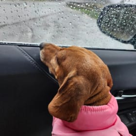 Peanut