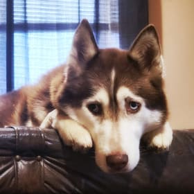 Maya