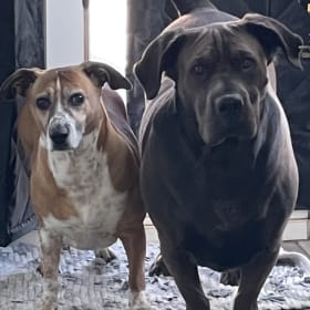 Fig and Raisin