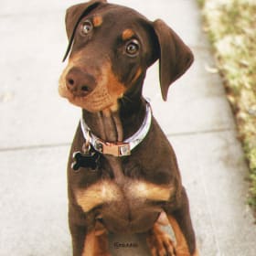 Nova