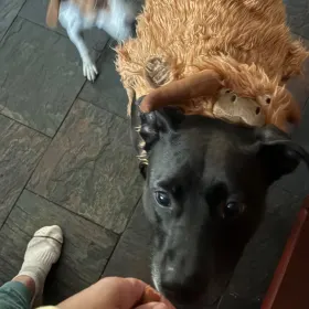 Bella hates costumes