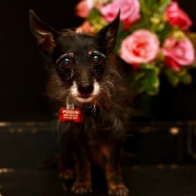 Possum rescued princess