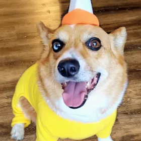 Elvis
