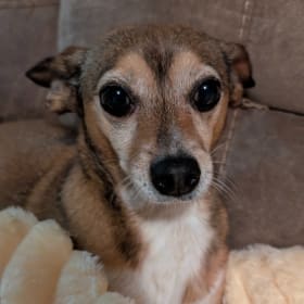 Piper