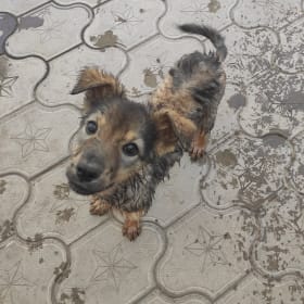 Bonya