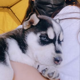 Nala Se