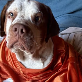 Bevo