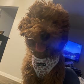 Nova