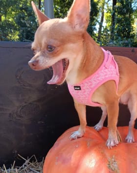 Tootsie poopsie