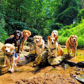 Crazy dogs