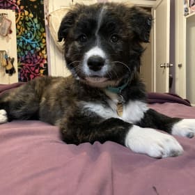 Frankie