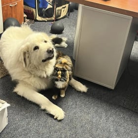 Tonka
