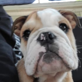 Harley