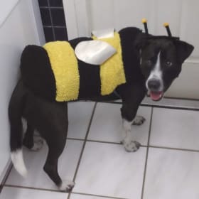 Oreo