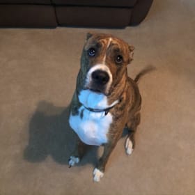 Stella