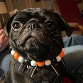 Pepper