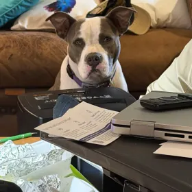 Piper