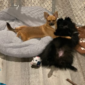 Onyx and Lani