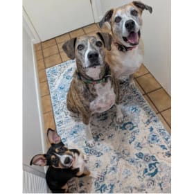 Bandit - L Smokey - R and Duckie