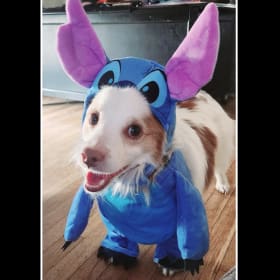 Draco