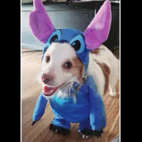Draco