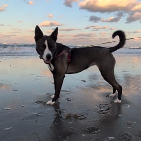 SPACE COAST LUNA