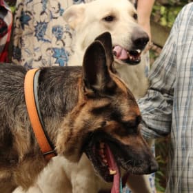 Moose and Polar Bear