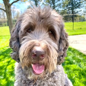 Ozzie
