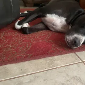 Buddy from Costal Florida