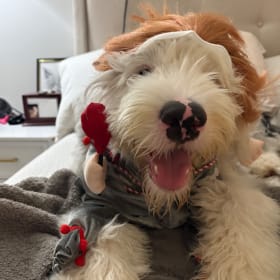 Nellie