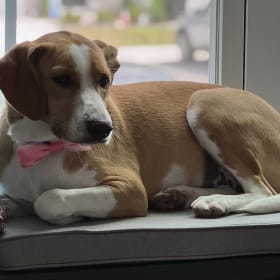 Daisy