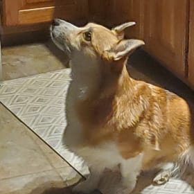 ROO