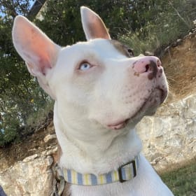 Bella