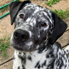 Rosco