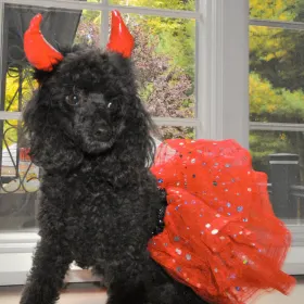 Chloe en el concurso de fotos de Halloween