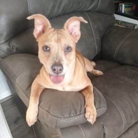 Roxy